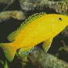 Yellow Lab Cichlid Diamond Painting