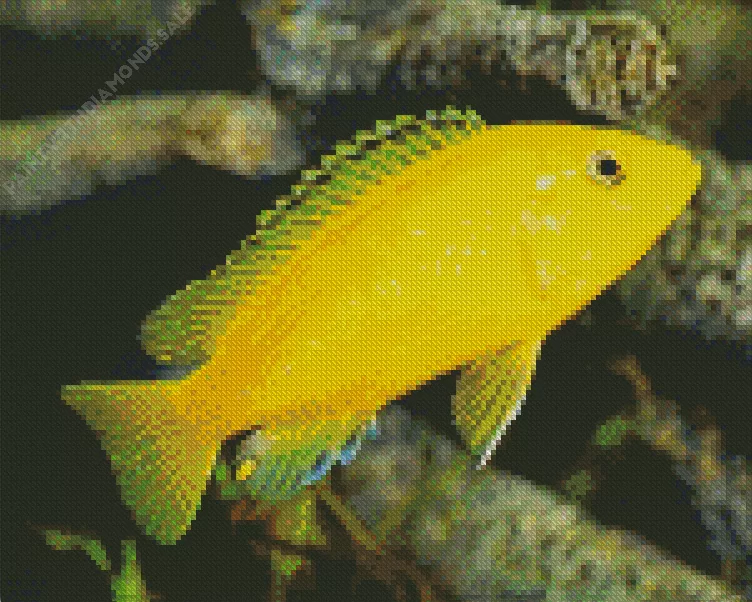 Yellow Lab Cichlid Diamond With Numbers Yellow Lab Cichlid Diamond Painting