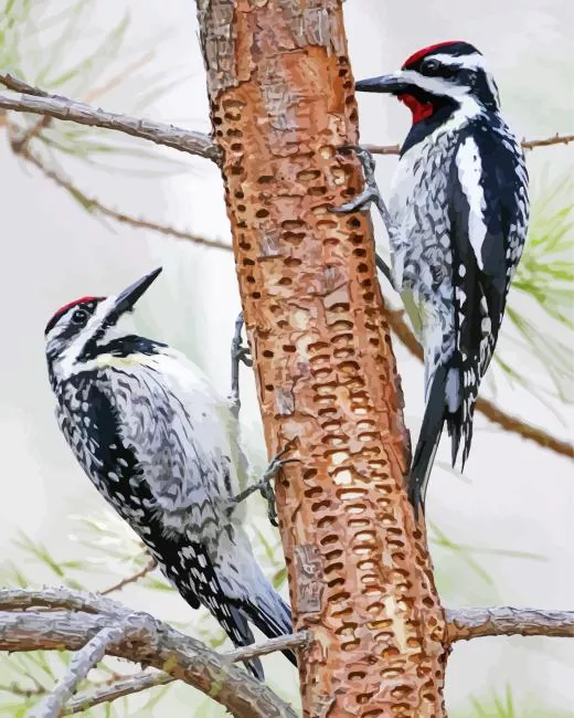 Yellow bellied sapsuckers Diamond Paints Yellow Bellied Sapsuckers Diamond Painting