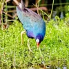 Adorable American Purple Gallinule Diamond Painting