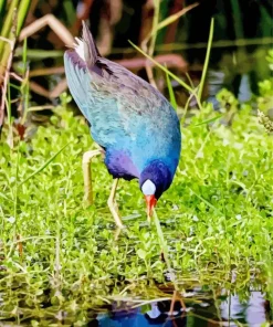 Adorable American Purple Gallinule Diamond Painting