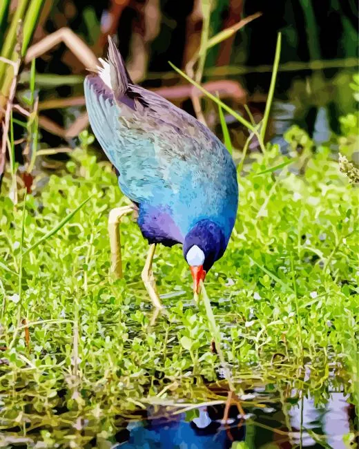 adorable American Purple Gallinule Diamond By Numbers Adorable American Purple Gallinule Diamond Painting