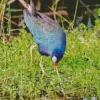 Adorable American Purple Gallinule Diamond Painting