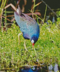Adorable American Purple Gallinule Diamond Painting