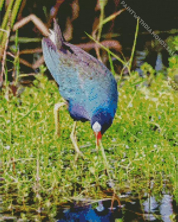 adorable American Purple Gallinule Diamond Dotz Adorable American Purple Gallinule Diamond Painting