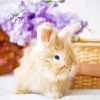Adorable Angora Rabbit Diamond Painting