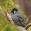 Adorable Black Bulbul Diamond Painting