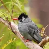 Adorable Black Bulbul Diamond Painting