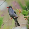 Adorable Black Bulbul Bird Diamond Painting