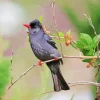 Adorable Black Bulbul Bird Diamond Painting