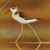 Adorable Black Necked Stilt Diamond Painting