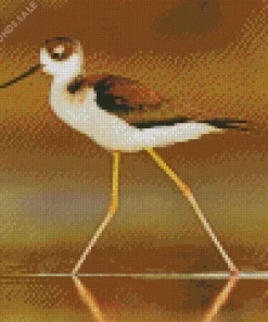 Adorable Black Necked Stilt Diamond Painting
