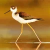 Adorable Black Necked Stilt Diamond Painting