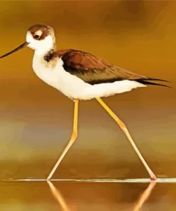 Adorable Black Necked Stilt Diamond Painting
