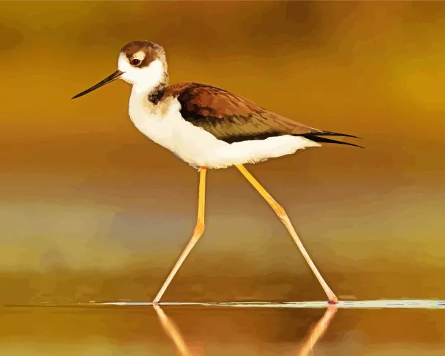 adorable Black Necked Stilt Diamond Paints Adorable Black Necked Stilt Diamond Painting