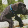 Adorable Cane Corso Diamond Painting