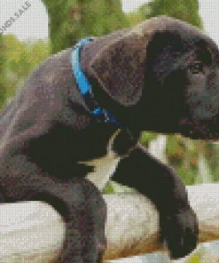 Adorable Cane Corso Diamond Painting