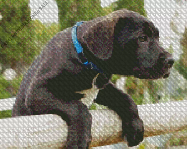 adorable Cane Corso Diamond Dotz Adorable Cane Corso Diamond Painting