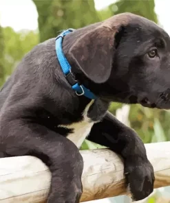 Adorable Cane Corso Diamond Painting