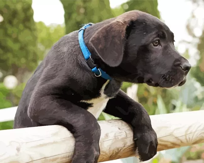 adorable Cane Corso Diamond Paintings Adorable Cane Corso Diamond Painting