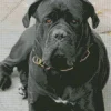 Adorable Cane Corso Dog Diamond Painting