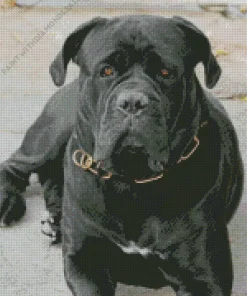 Adorable Cane Corso Dog Diamond Painting