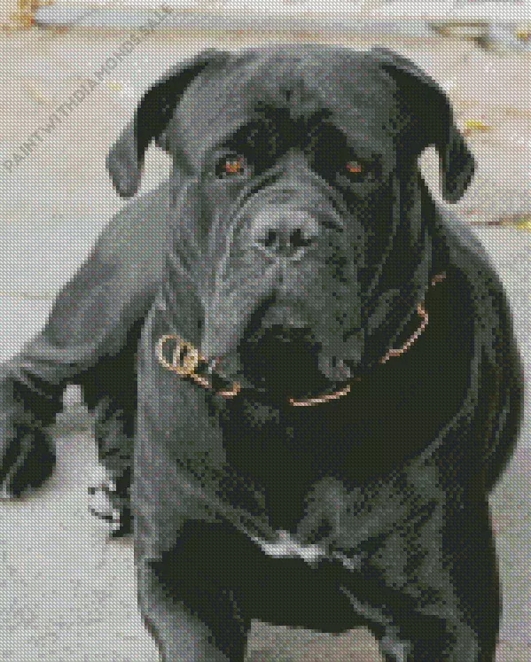 adorable Cane Corso dog Diamond Dotz Adorable Cane Corso Dog Diamond Painting