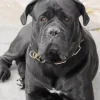 Adorable Cane Corso Dog Diamond Painting