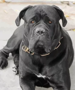 Adorable Cane Corso Dog Diamond Painting