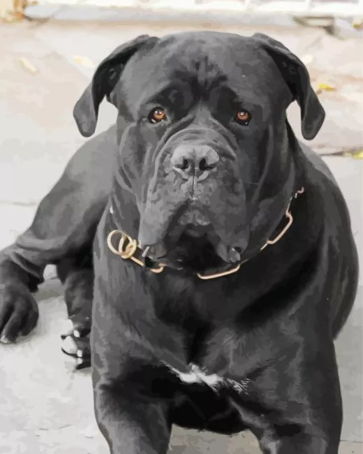 adorable Cane Corso dog Diamond Paintings Adorable Cane Corso Dog Diamond Painting