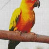 Adorable Conure Bird Diamond Painting