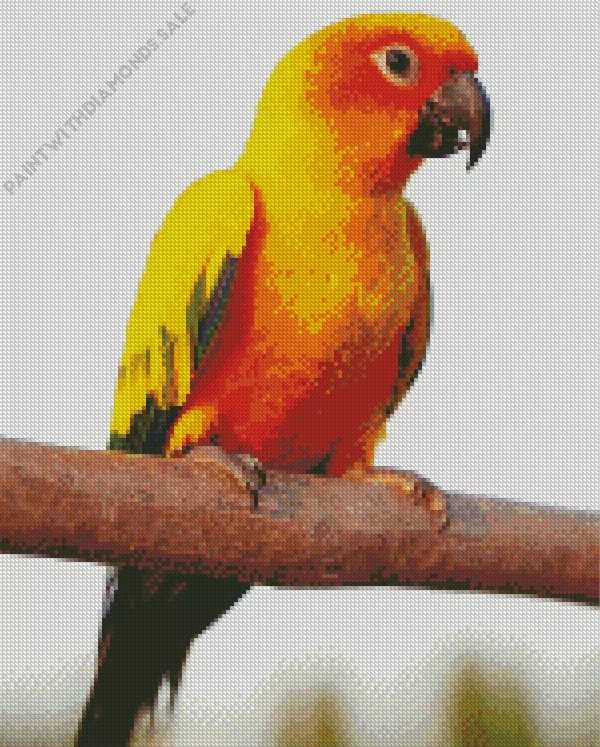 adorable Conure Bird Diamond By Numbers Adorable Conure Bird Diamond Painting