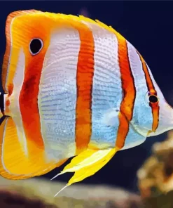 Adorable Copperband Butterflyfish Diamond Painting