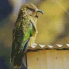 Adorable Kea Bird Art Diamond Painting