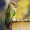 Adorable Kea Bird Art Diamond Painting