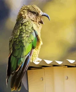 Adorable Kea Bird Art Diamond Painting
