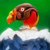 Adorable King Vulture Diamond Painting