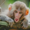 Adorable Macaque Diamond Painting