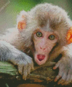 Adorable Macaque Diamond Painting