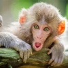 Adorable Macaque Diamond Painting