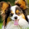 Adorable Papillon Dog Diamond Painting
