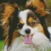 Adorable Papillon Dog Diamond Painting
