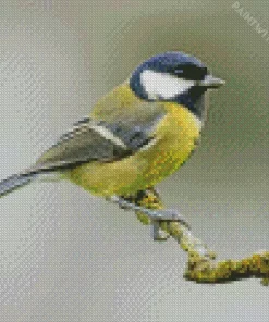 Adorable Parus Bird Diamond Painting