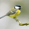 Adorable Parus Bird Diamond Painting