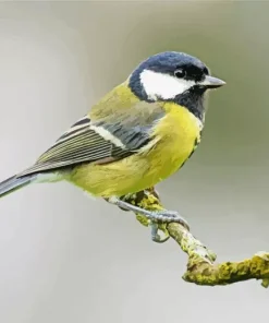 Adorable Parus Bird Diamond Painting