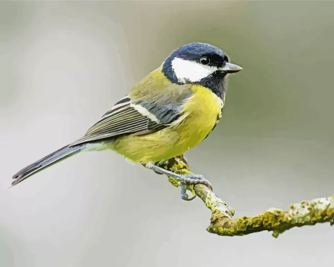 adorable Parus Bird Diamond With Numbers Adorable Parus Bird Diamond Painting