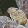 Adorable Pika Diamond Painting