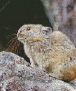 Adorable Pika Diamond Painting