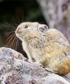 Adorable Pika Diamond Painting