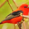Adorable Scarlet Tanager Diamond Painting